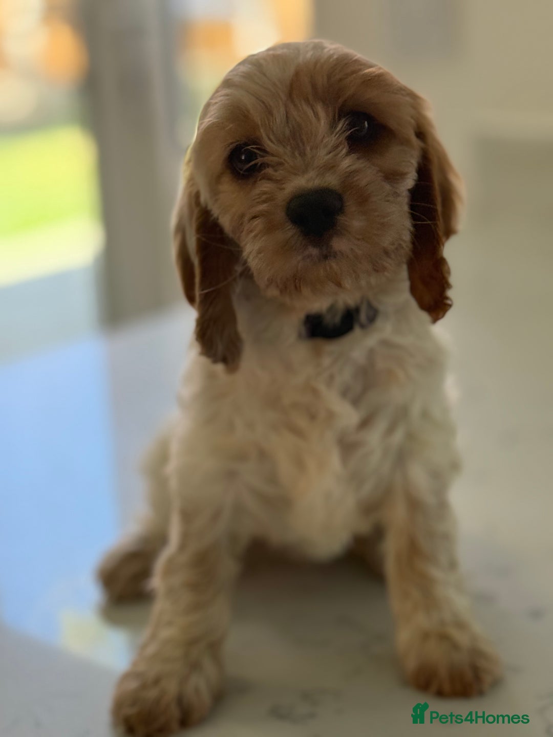Mixed Breed dogs for sale: Cavalier King Charles Spaniel x Cockapoo - Image 6