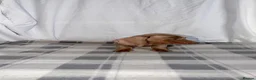 Dachshund dogs for sale: Miniature Dachshund Puppies - Advert 12