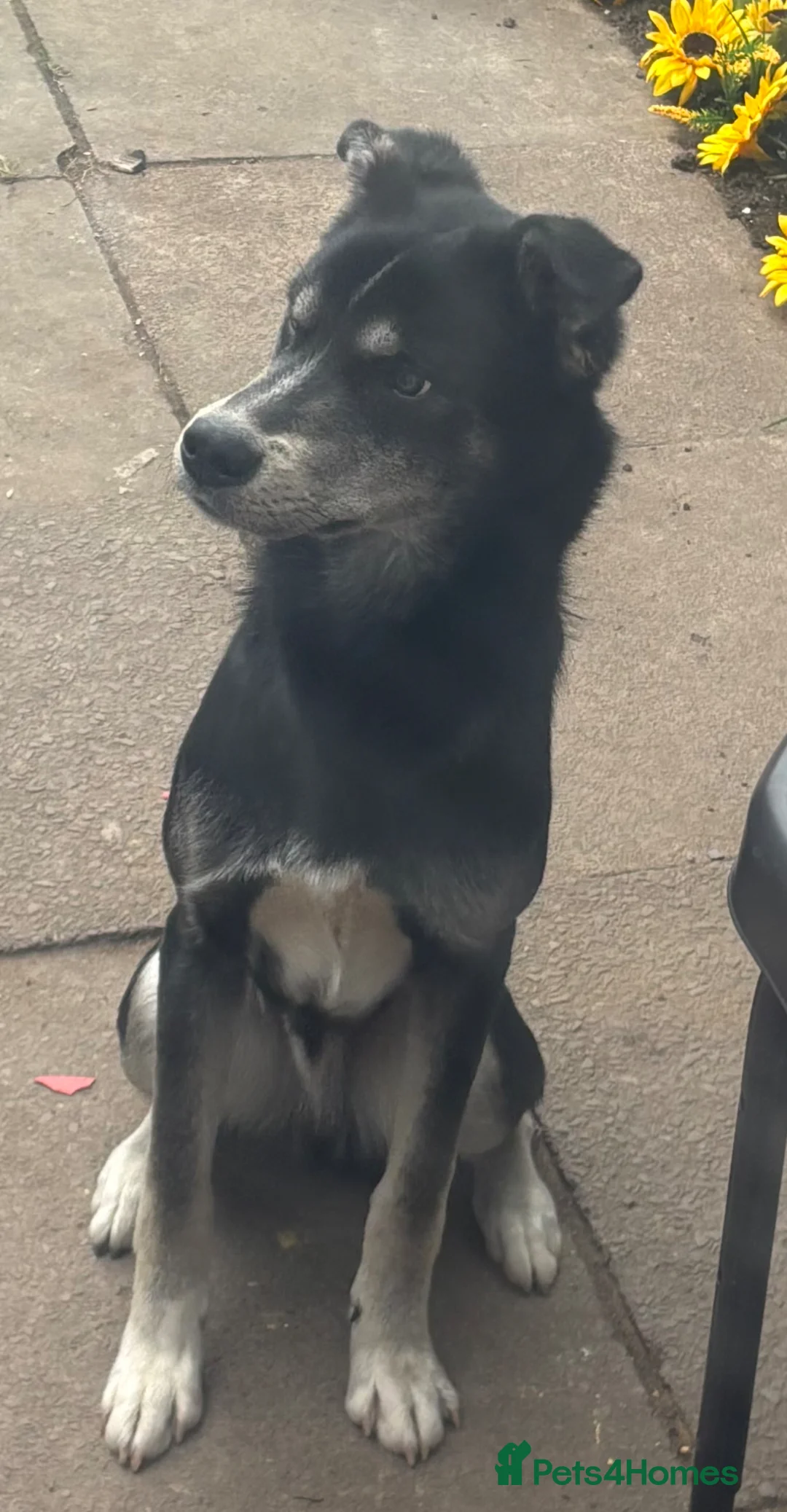 Mixed Breed dogs for sale: Matrix  - Advert 1