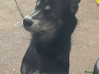 Mixed Breed dogs Matrix - Advert 2