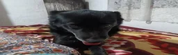 Mixed Breed dogs for adoption: Meet Greta, currently residing in Morayshire  in Elgin - Advert 5