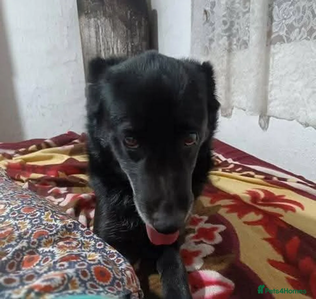 Mixed Breed dogs for adoption: Meet Greta, currently residing in Morayshire  in Elgin - Advert 5