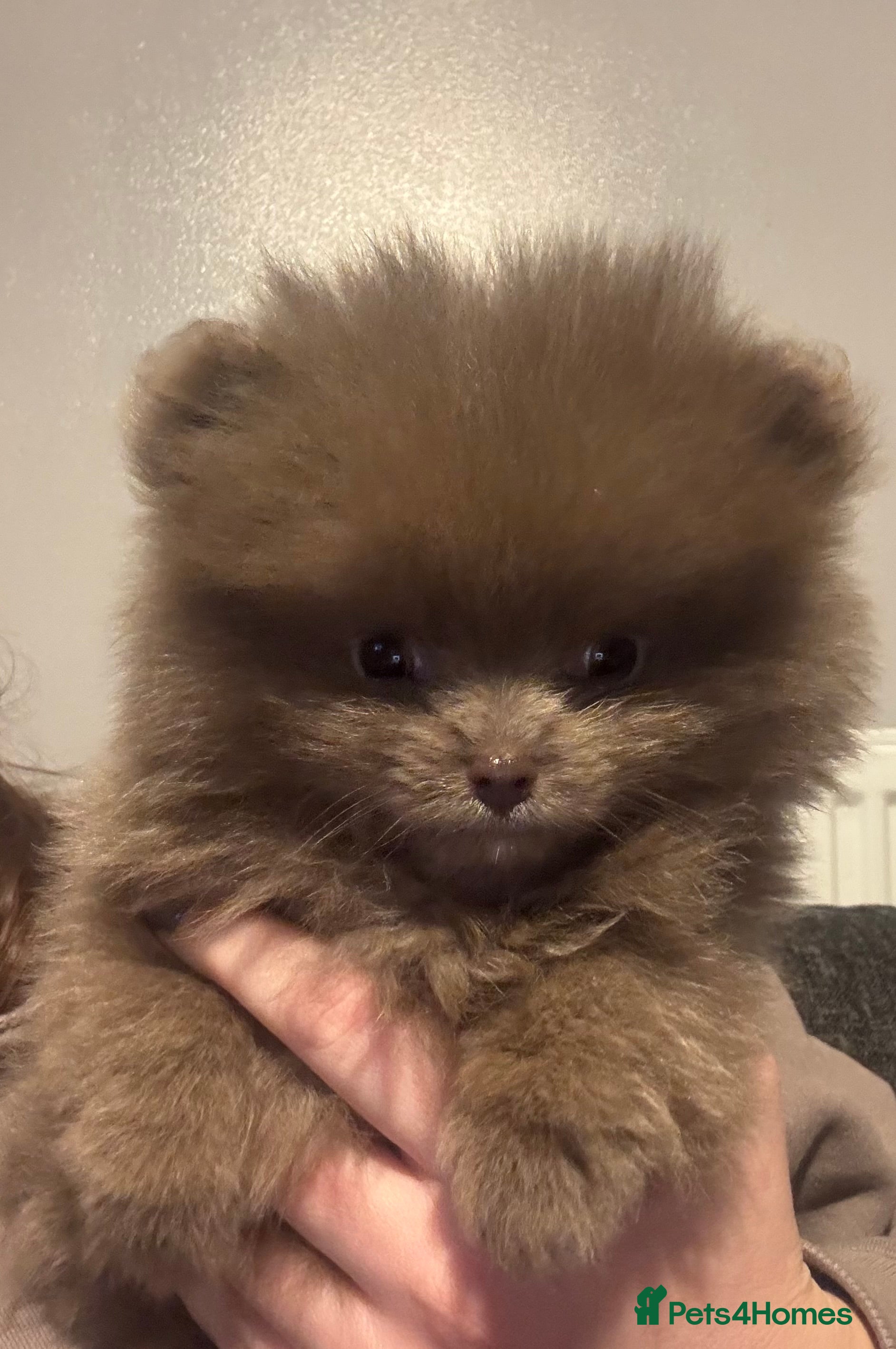 Pomeranian dogs Only the lilac girl left - Advert 1