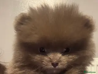 Pomeranian dogs Only the lilac girl left - Advert 1