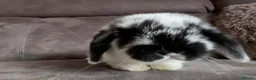 Mini Lop rabbits for sale: Beautiful Mini Lops Available to Reserve - Advert 5