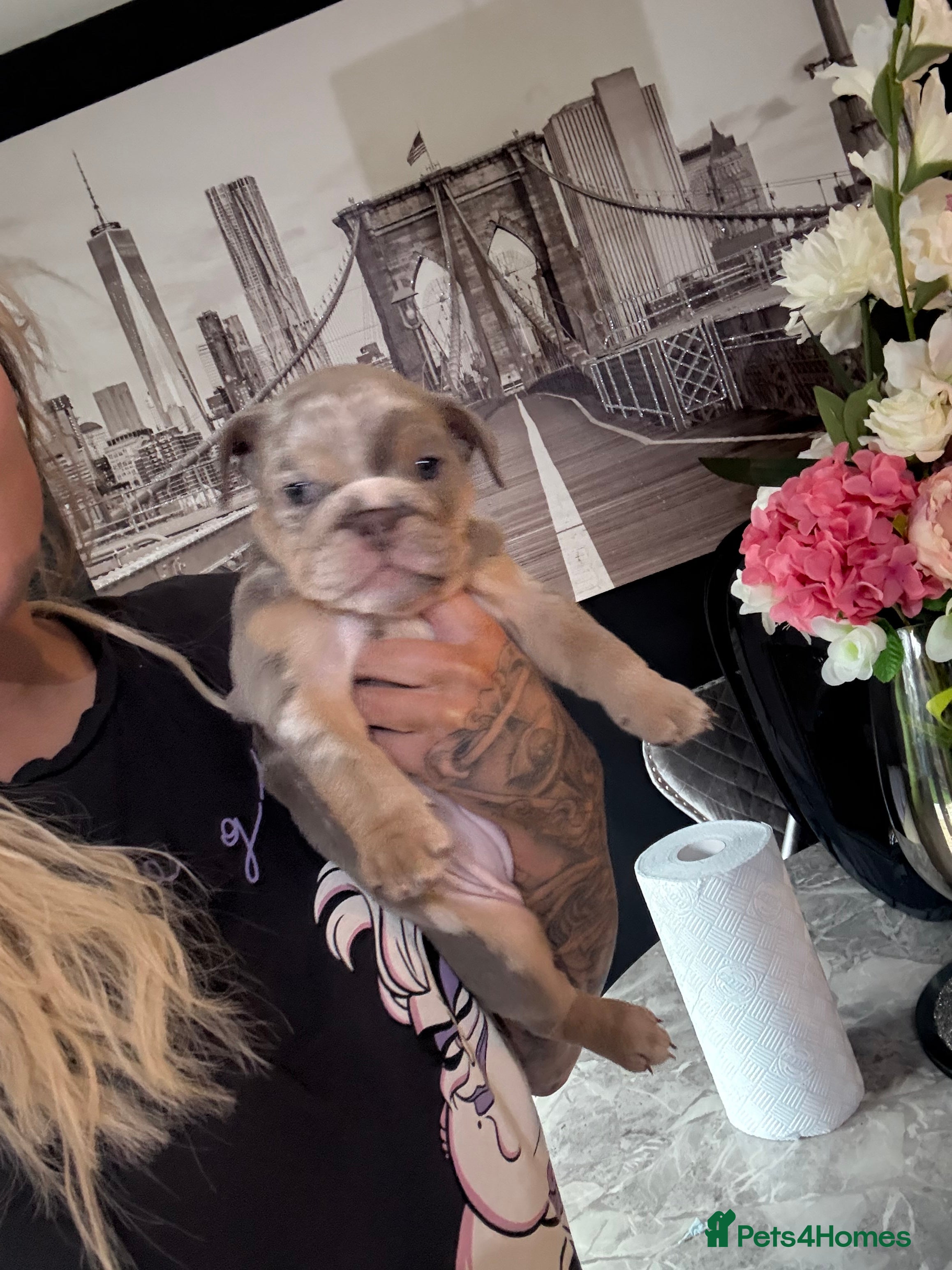 English Bulldog dogs 🌸 Lola 🌸 - Advert 1