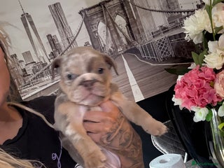 English Bulldog dogs 🌸 Lola 🌸 - Advert 2
