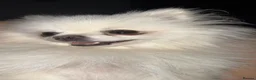 Pomeranian dogs for sale: Kennel club  registered Pomeranian - Advert 3