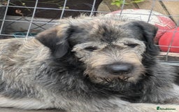 Mixed Breed dogs for sale: Irish wolfhound cross Newfoundland  - Image 2