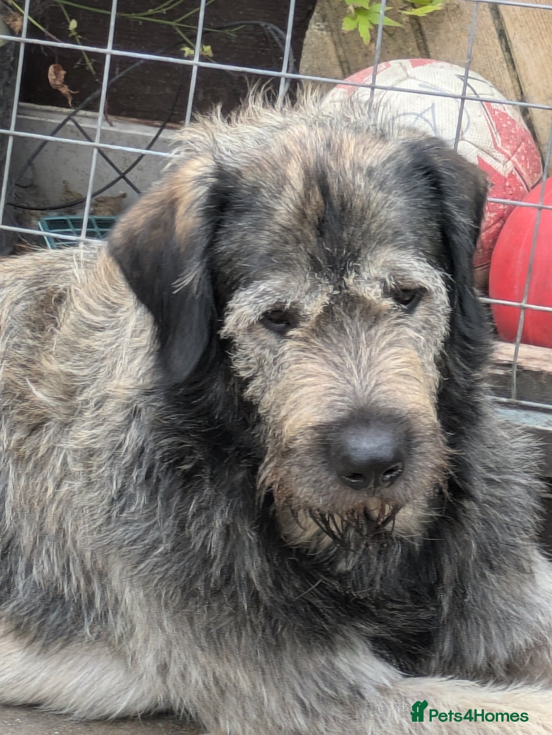 Mixed Breed dogs for sale: Irish wolfhound cross Newfoundland  - Image 2