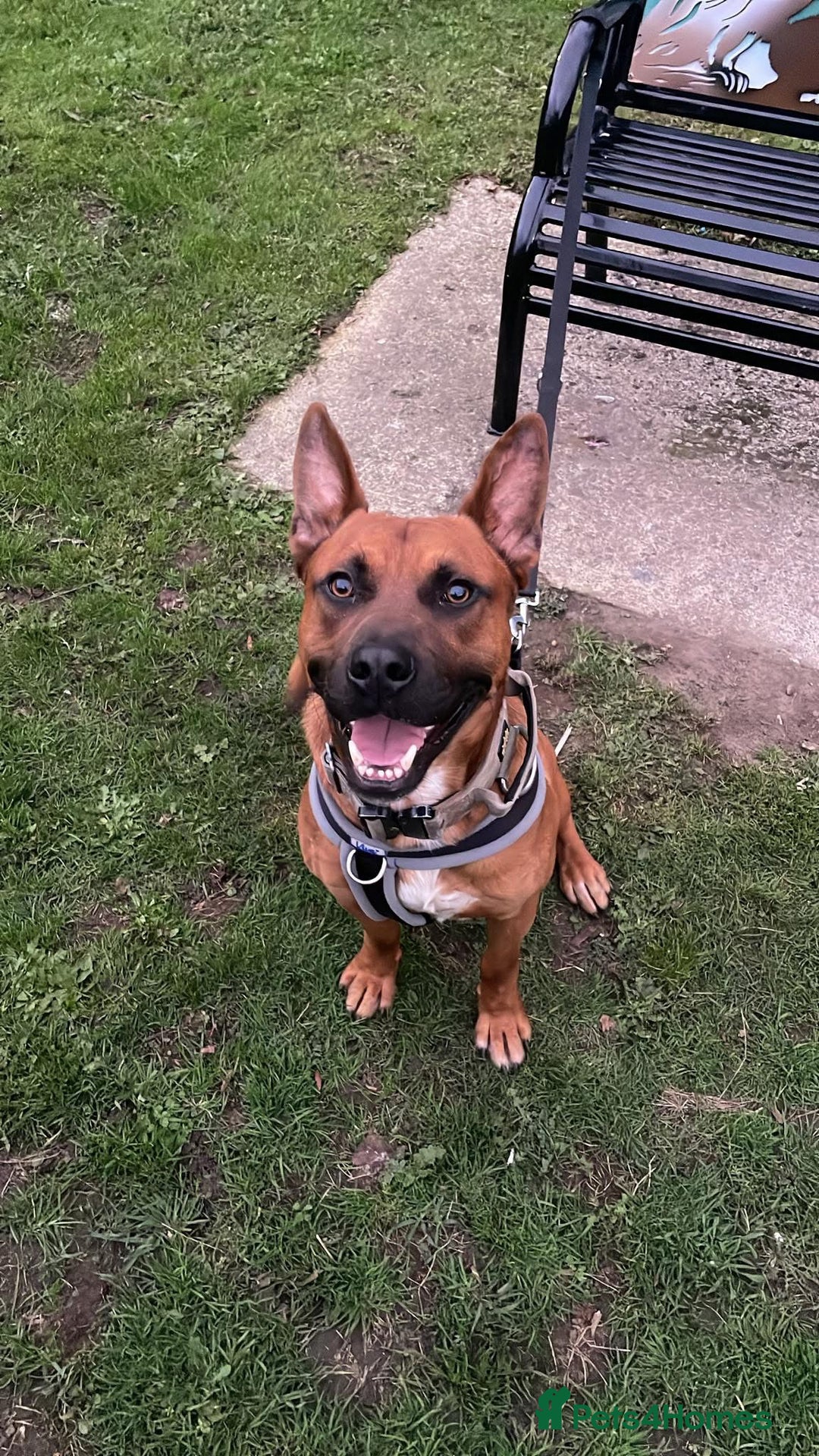 Mixed Breed dogs for sale: Bull hearder ( Loki ) - Advert 2