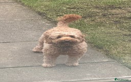 Cockapoo dogs for sale: Cockapoo bitch red 3 years old  - Image 18