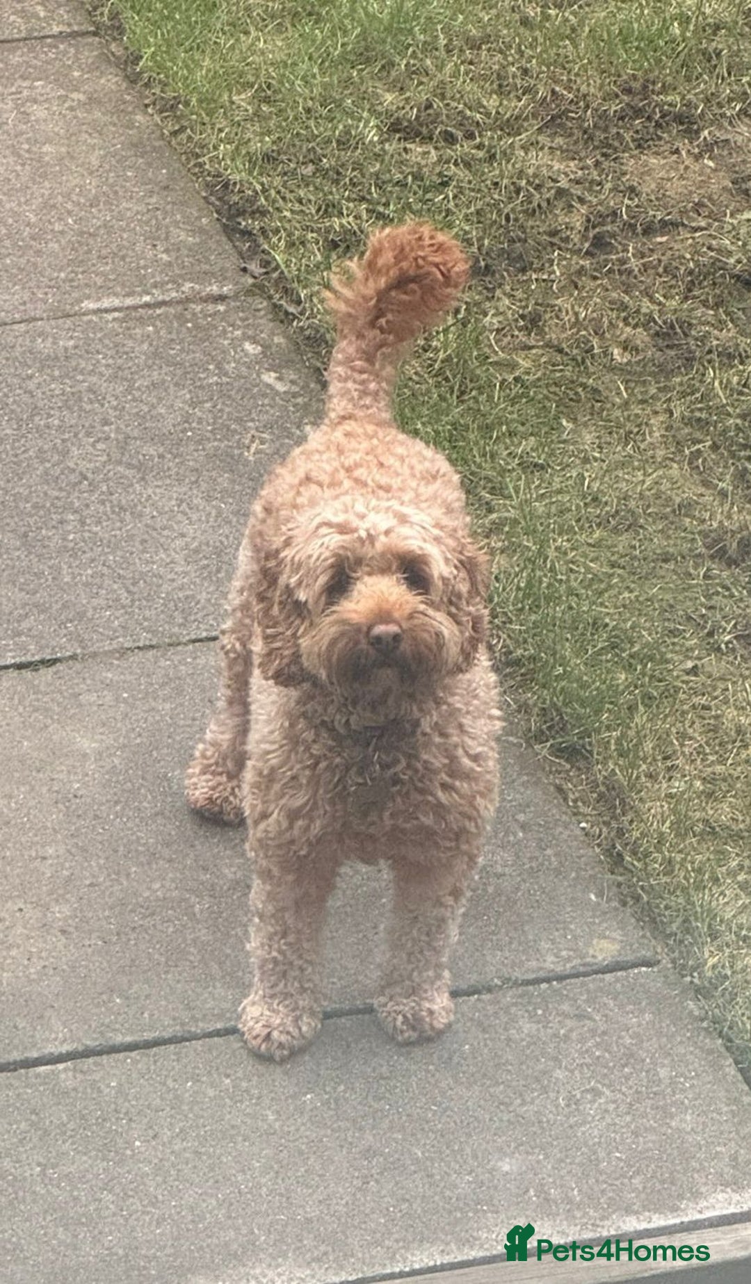 Cockapoo dogs for sale: Cockapoo bitch red 3 years old  - Image 18