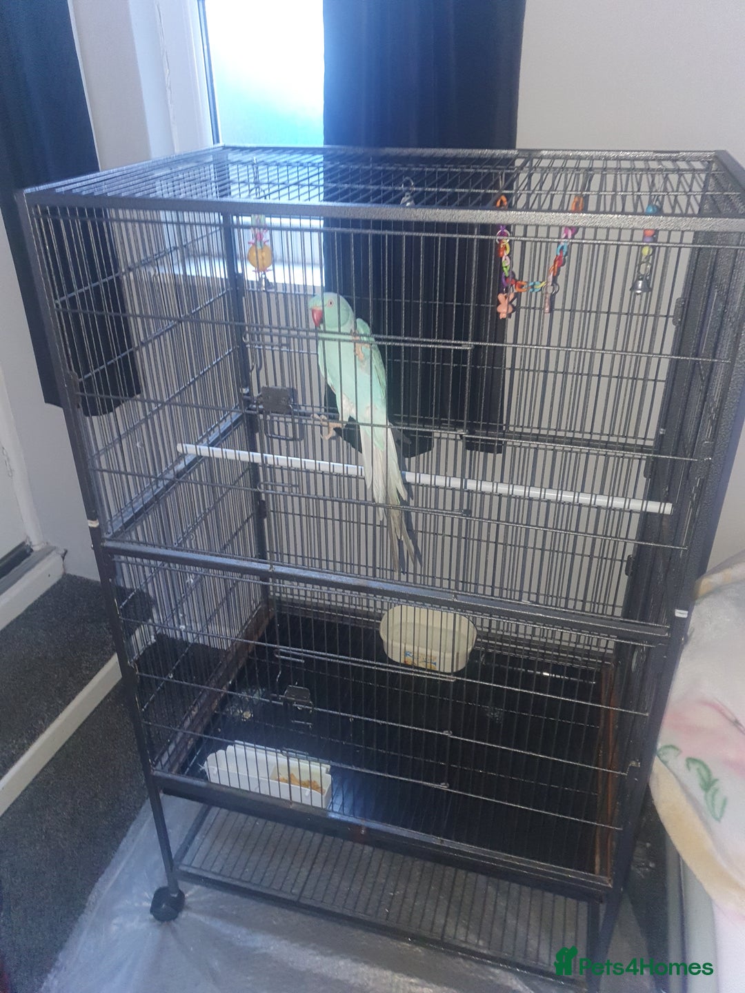 Ringnecks birds for sale: Blue Indian ringneck - Advert 4