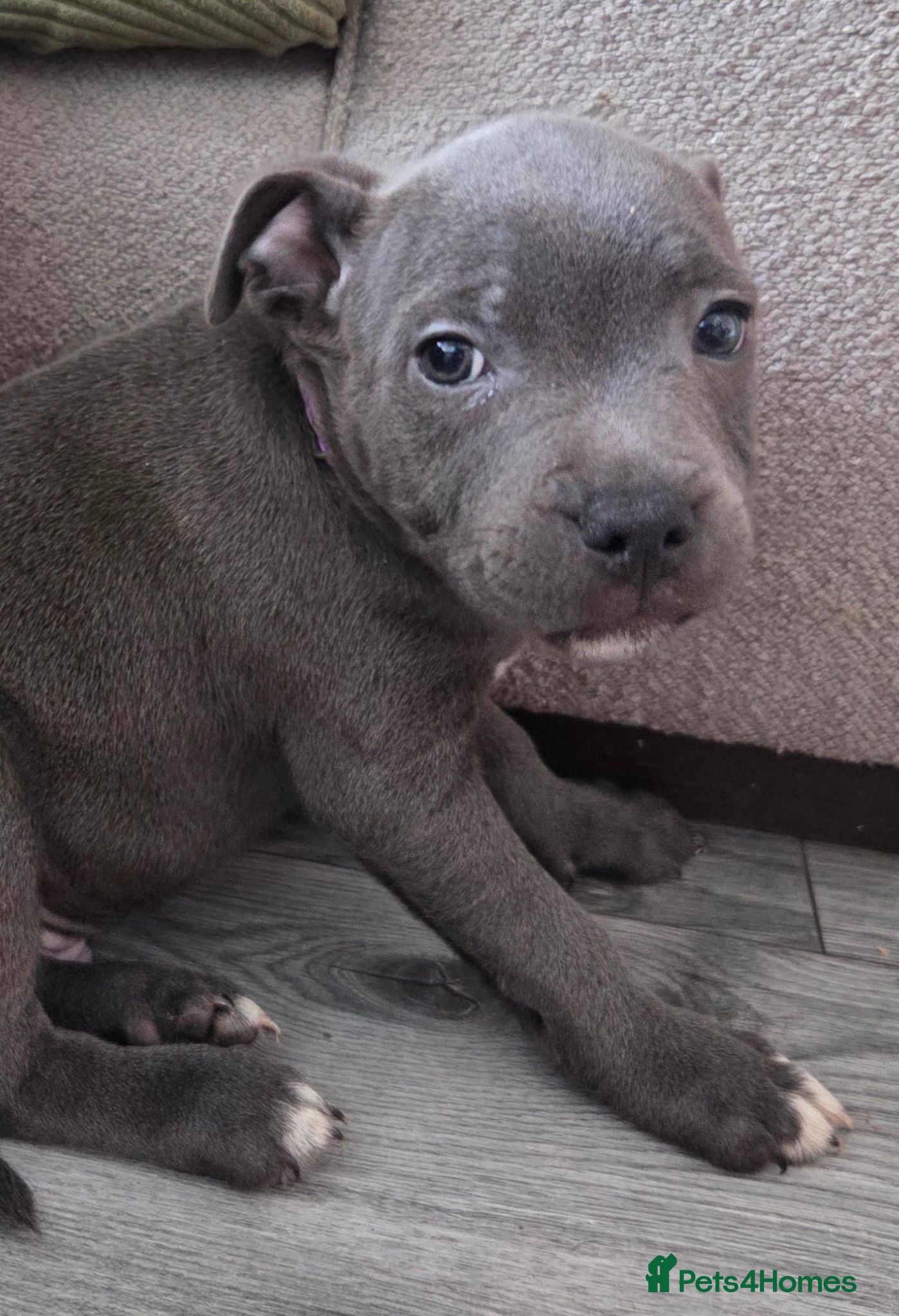Staffordshire Bull Terrier dogs KC CHAMPION BLOODLINES UNMATCHED PEDIGREE SBT  - Advert 12