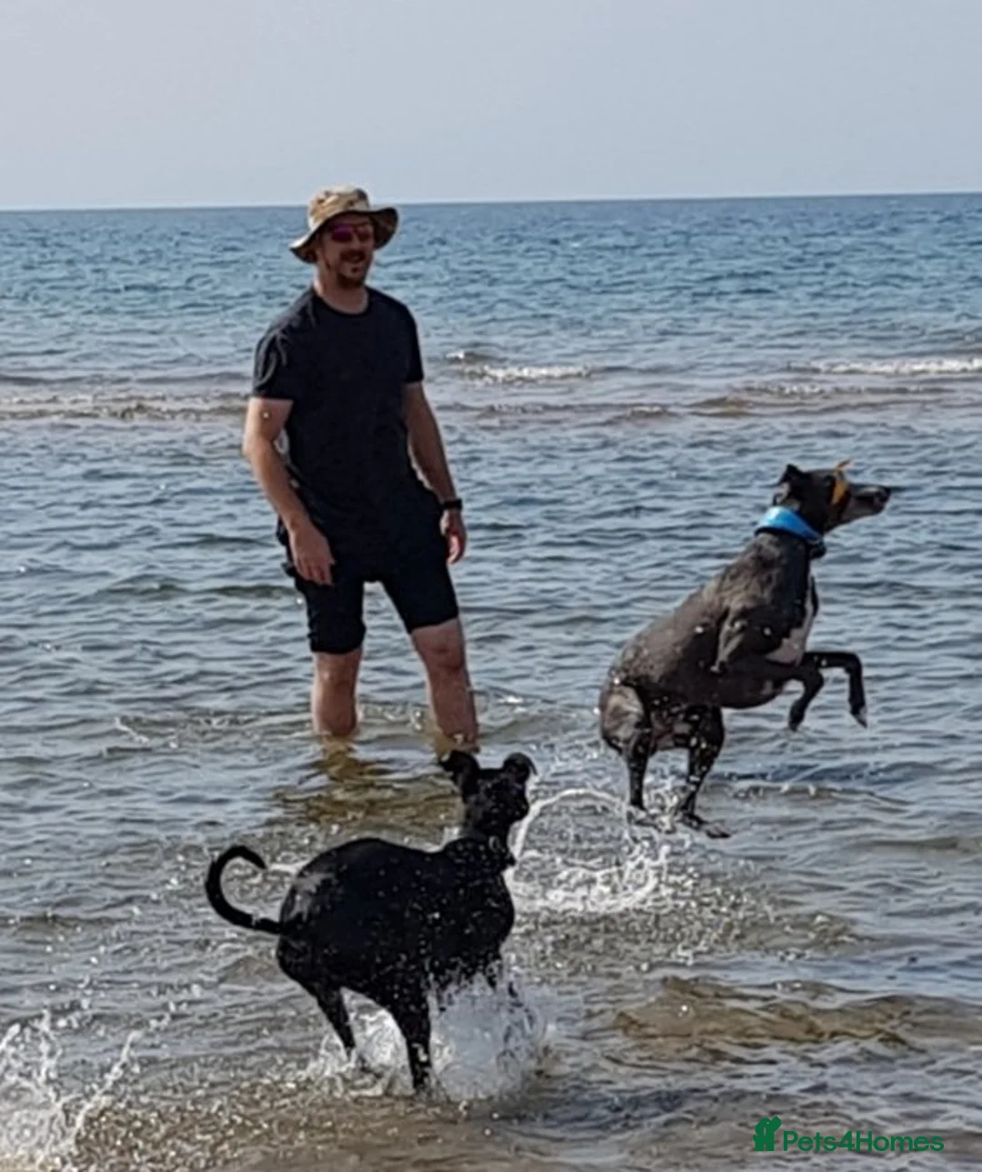 Whippet dogs for stud: Eidynrock Sangoma with Silkspun ,Sportingbred.X in Glasgow - Advert 16