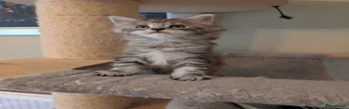Maine Coon Kitten black silver girl (no collar)