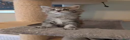 Maine Coon cats for sale: Ready soon. Tica Registered Maine coon Kittens  - Advert 24