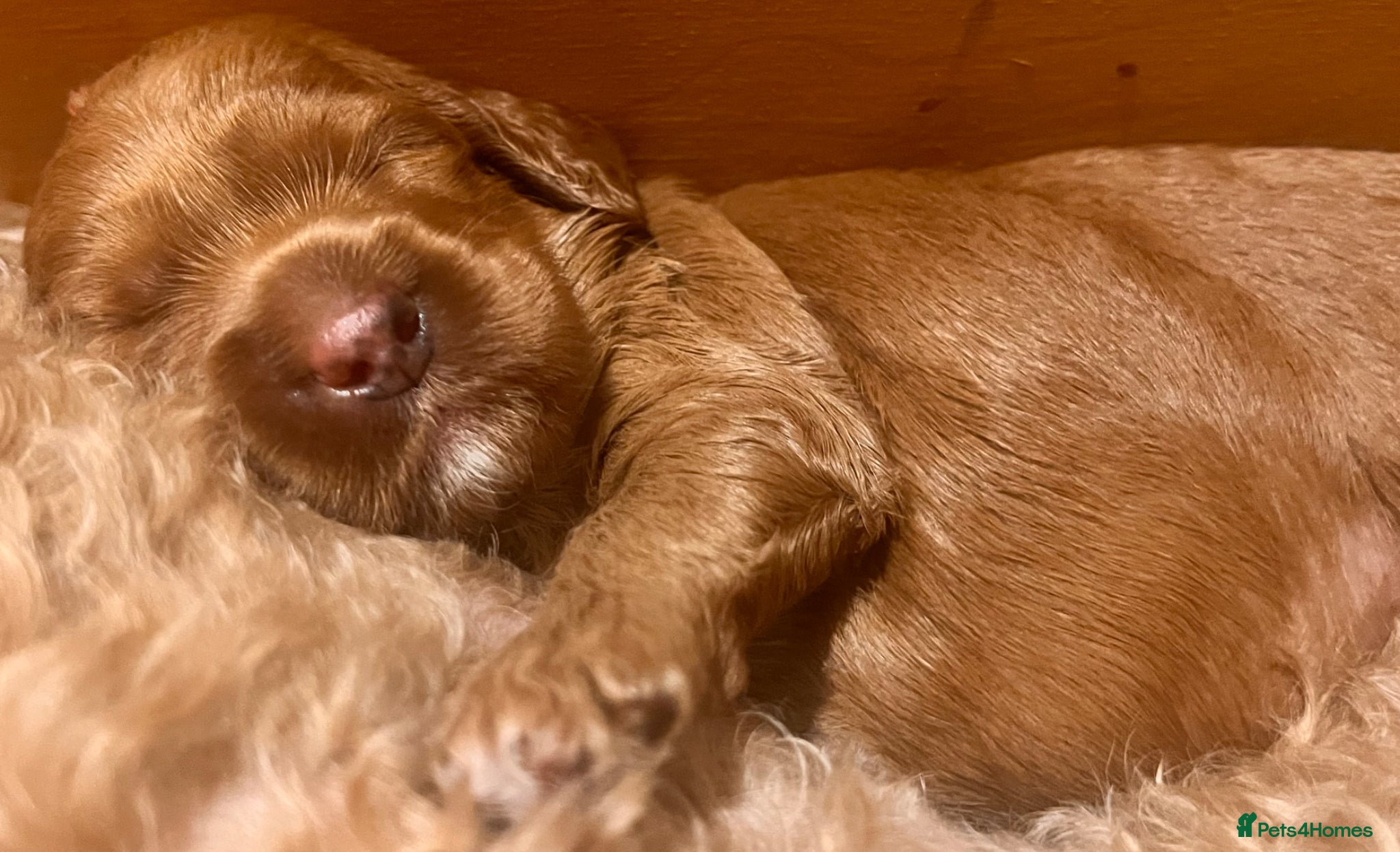 Australian Labradoodle dogs Tiny Tails,Big♥️Australian labradoodle - Advert 11