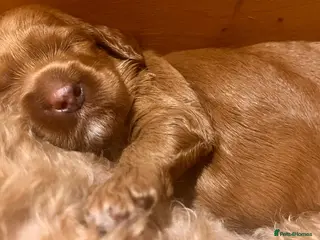 Australian Labradoodle dogs Tiny Tails,Big♥️Australian labradoodle - Advert 11