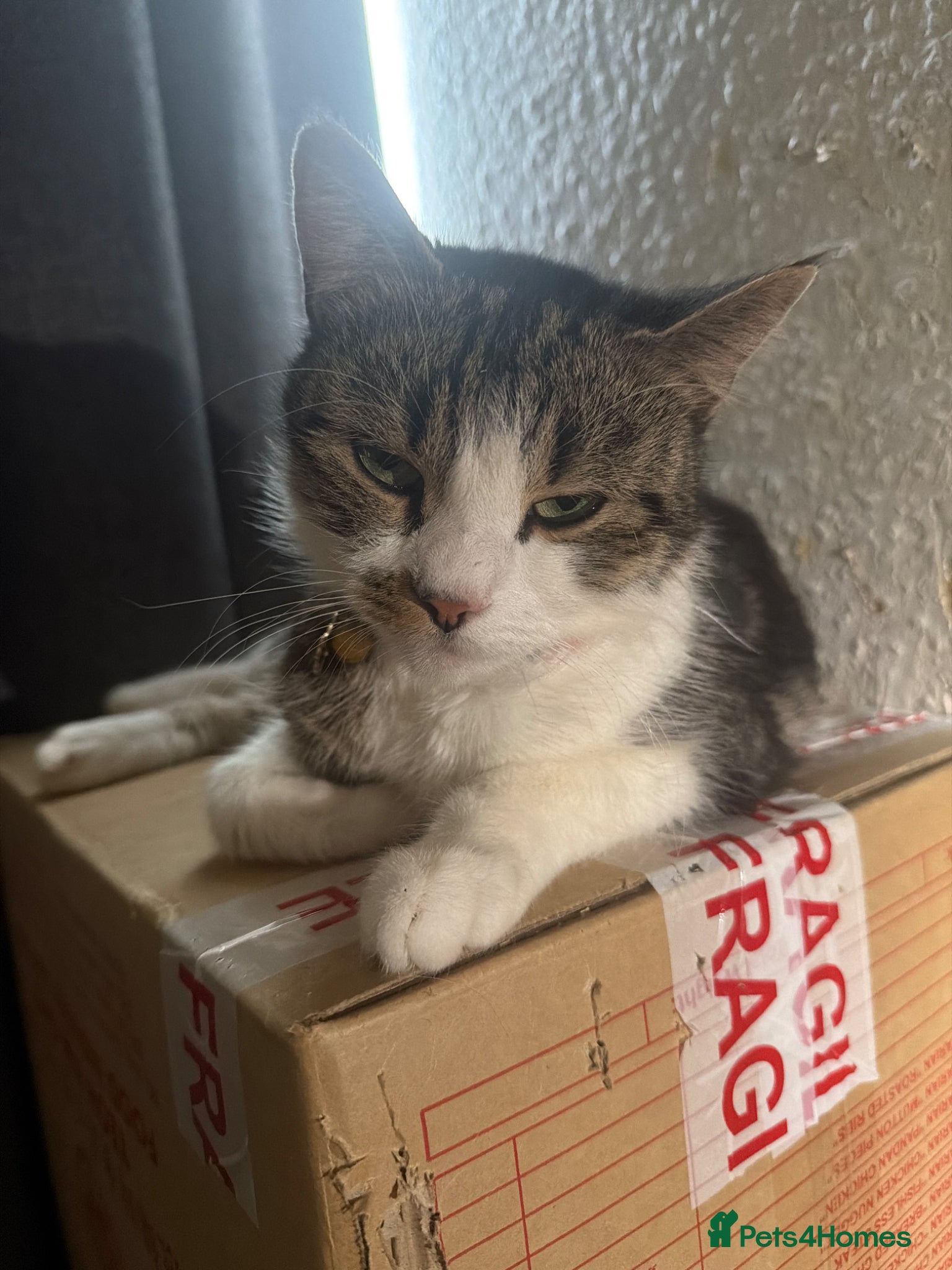 European cats Kittens for sale  - Advert 1