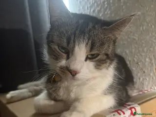 European cats Kittens for sale - Advert 1