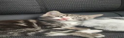 Mixed Breed cats for sale: Gorgeous 8 week old kitten  in Bilston - Advert 2