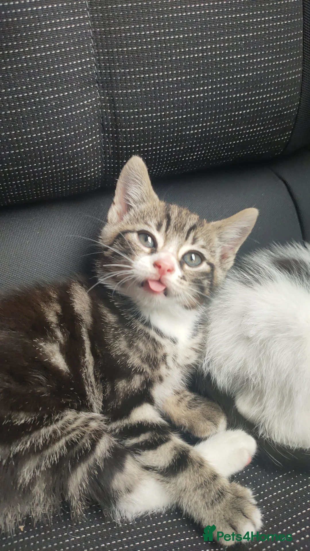 Mixed Breed cats for sale: Gorgeous 8 week old kitten  in Bilston - Advert 2