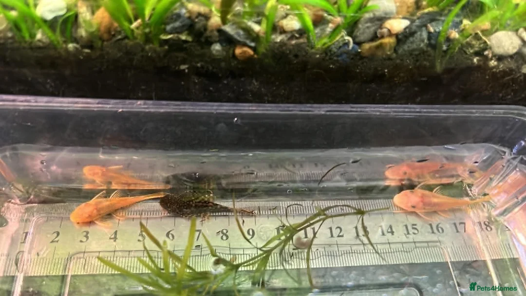 Plecos fish for sale: Beautiful Ancistrus in Croydon. - Advert 1