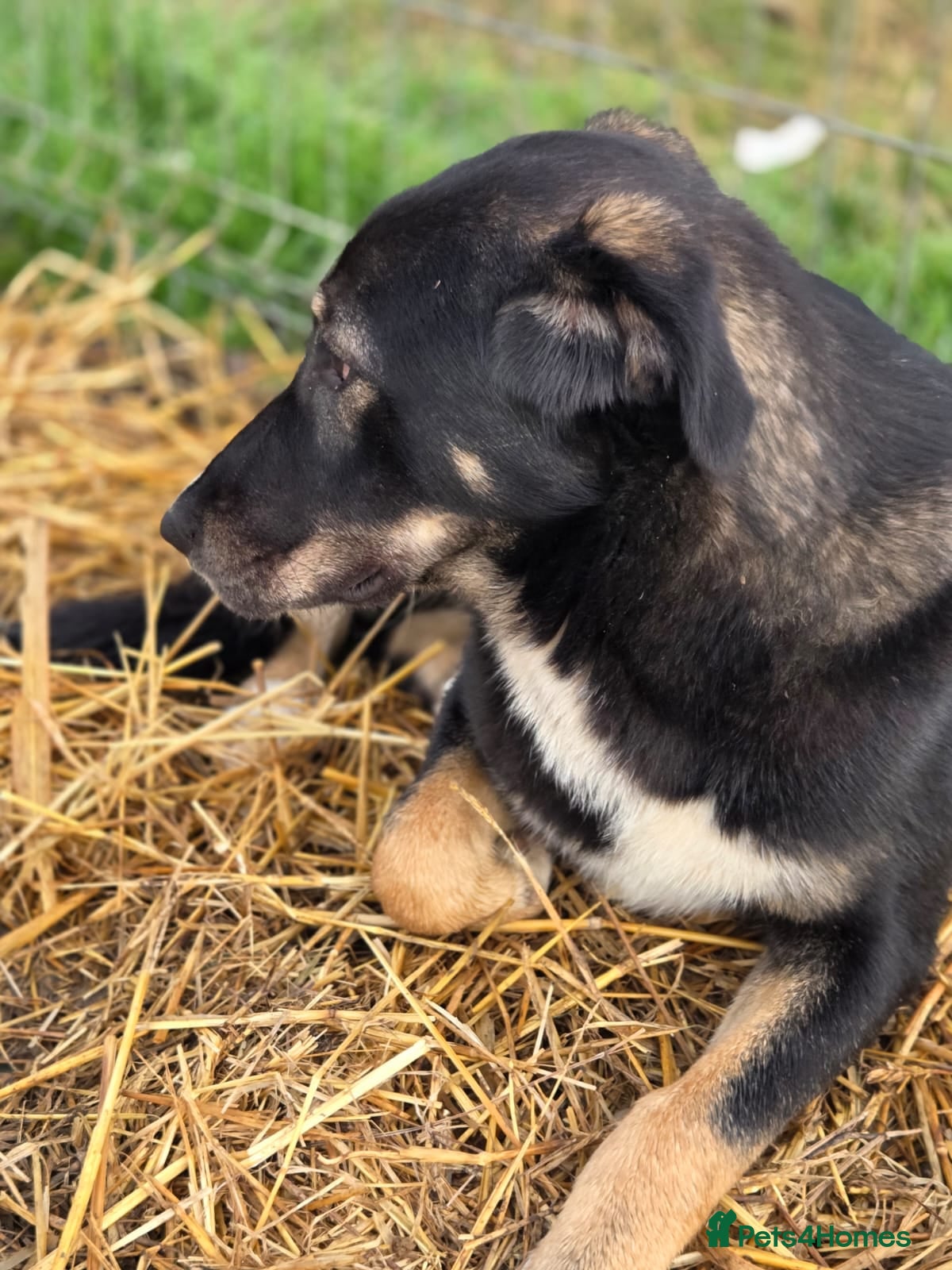Mixed Breed dogs for adoption: 🐾 RONA -  a Lovely Girl, for a Loving Home🐾 in Bristol - Advert 21