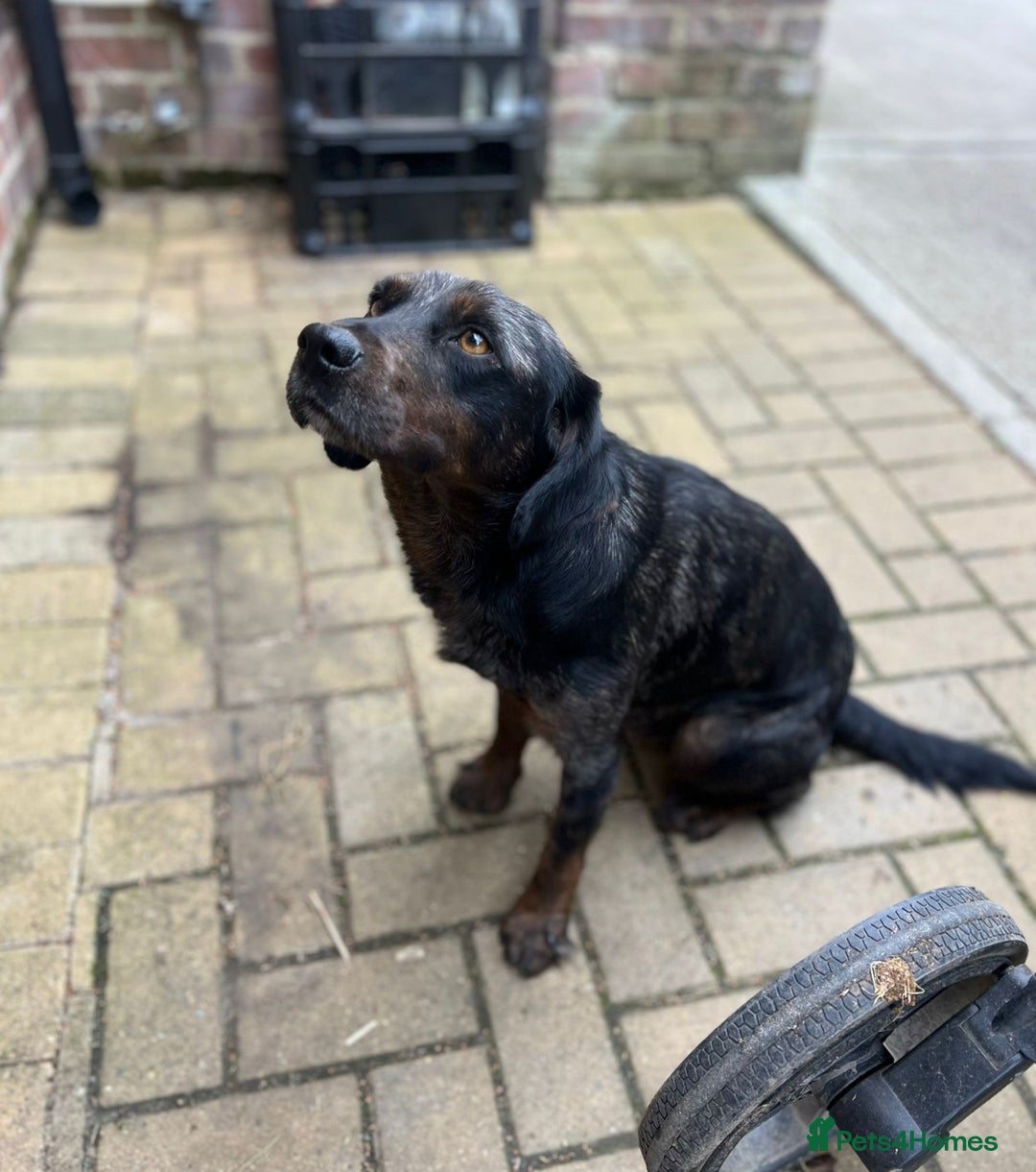 Mixed Breed dogs for sale: 4 beautiful spaniel X jack russel pups ❤️ - Image 14