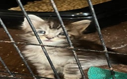Maine Coon cats for sale: Maine coon kittens  - Image 7