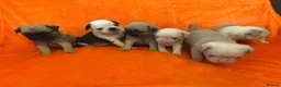 Pug dogs for sale: Unique pug puppies in Swanley - Advert 4