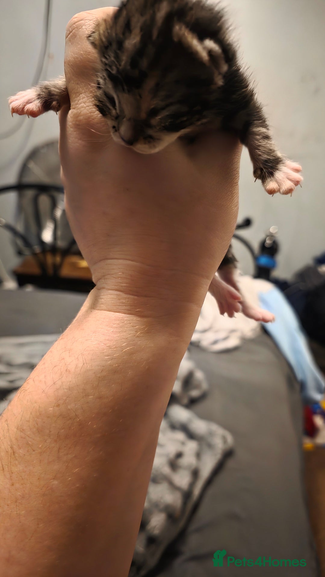 Savannah cats for sale: Savannah X Domestic cat - Advert 2