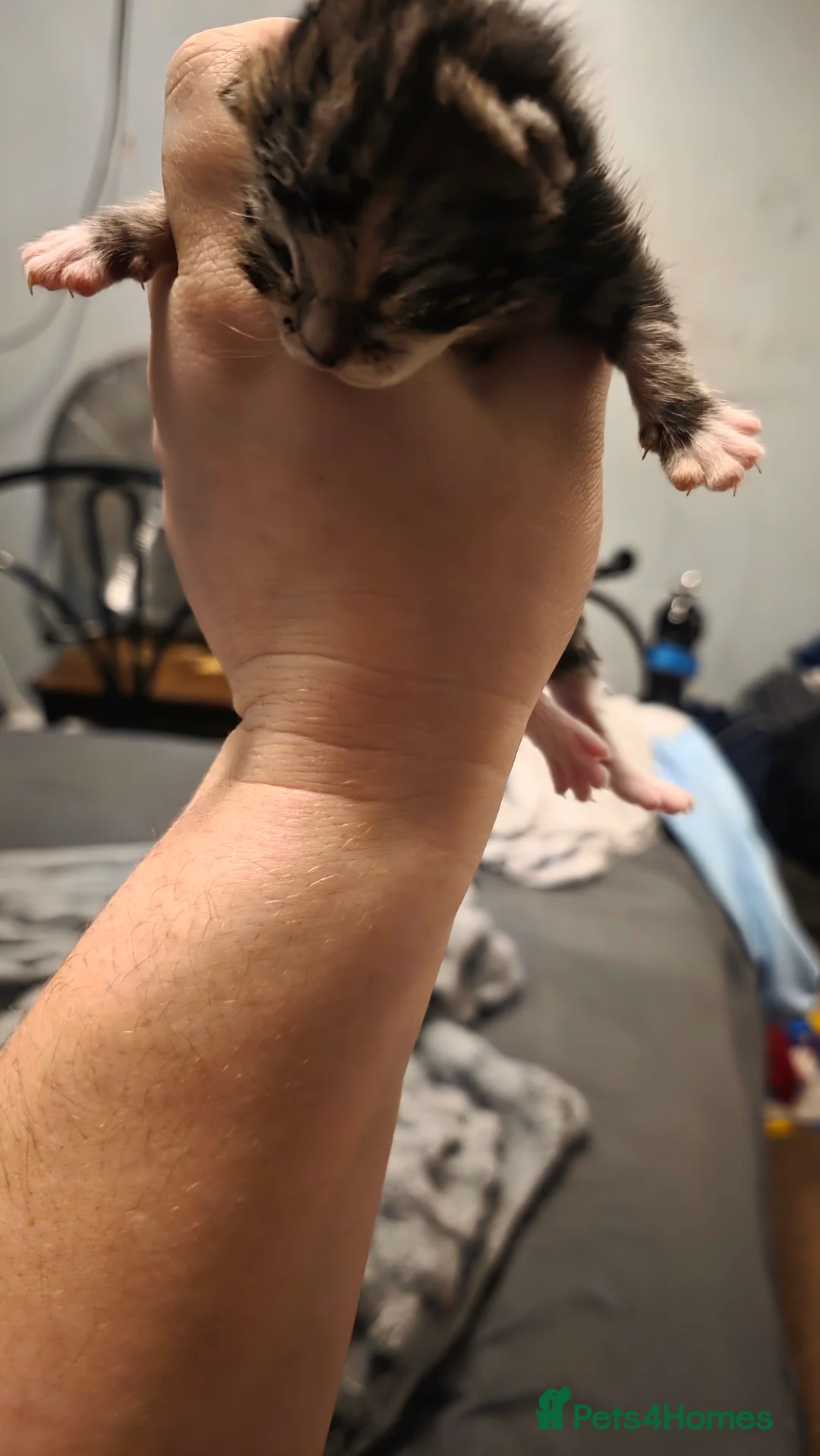 Mixed Breed cats for sale: Savannah X Domestic kittens - Advert 3