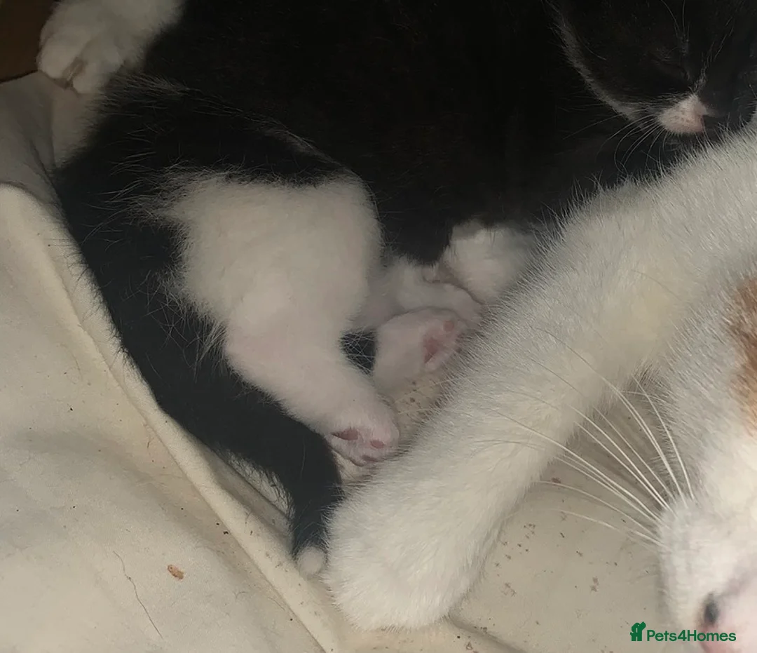 Mixed Breed cats for sale: Gorgeous Kittens ready now  in Bootle - Advert 2