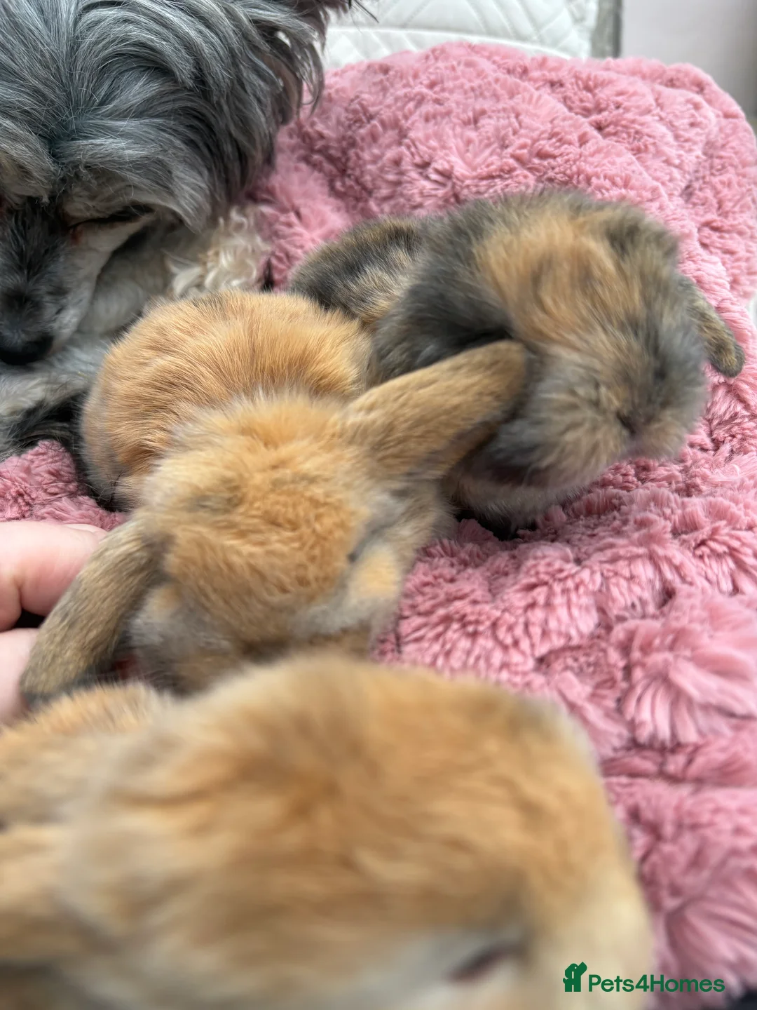 Mini Lop rabbits for sale: Vaccinated/raised indoors, mini lops and lion lop  - Advert 15