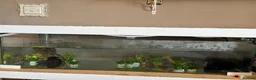 Other/Mixed Breed fish for sale: X2 axolotls  in Stowmarket - Advert 4