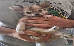 Chihuahua dogs for sale: Adorable Chihuahua Puppies - Image 2