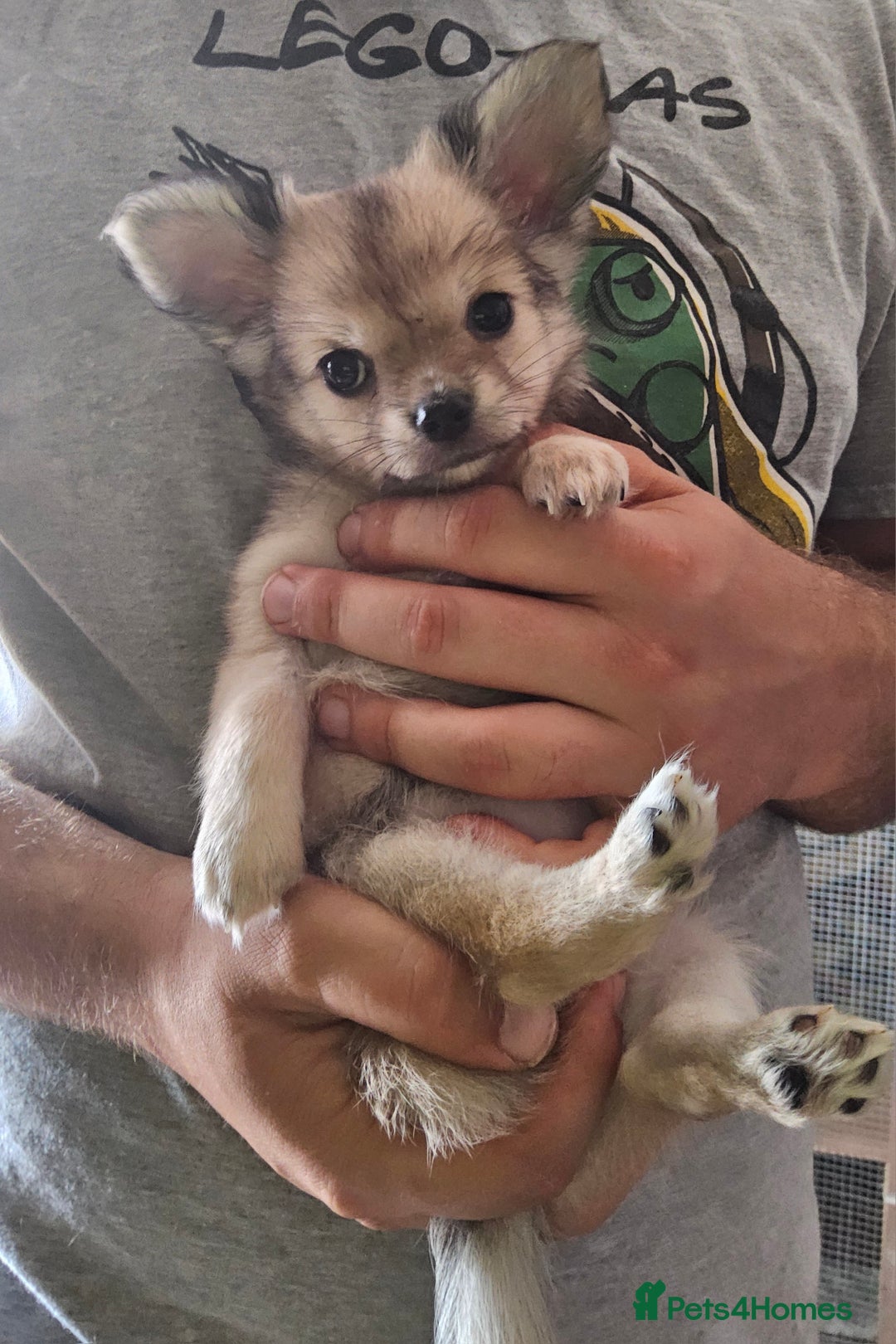 Chihuahua dogs for sale: Adorable Chihuahua Puppies - Image 2