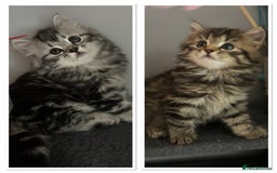 Mixed Breed cats for sale: Maine coon x Persian  - Image 1