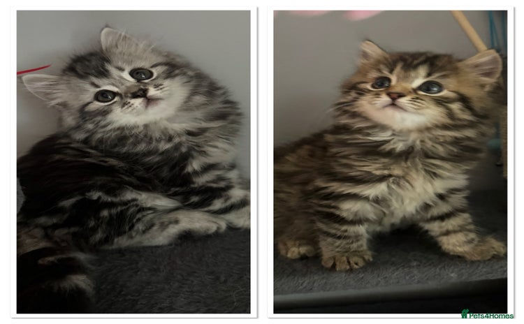 Mixed Breed cats - Advert 12