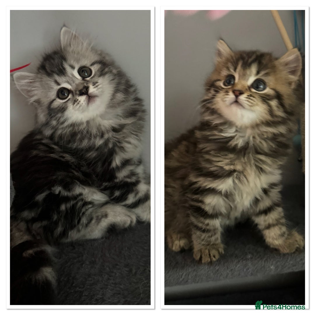 Mixed Breed cats for sale: Maine coon x Persian  - Image 1