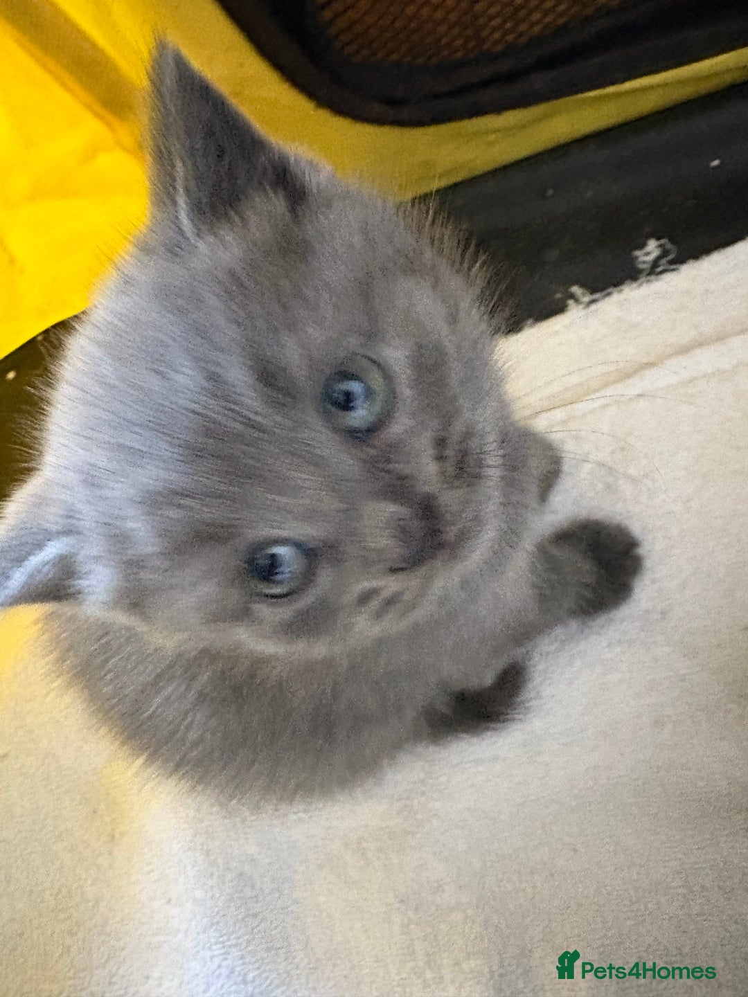 British Shorthair cats for sale: British Shorthair kittens  - Image 23