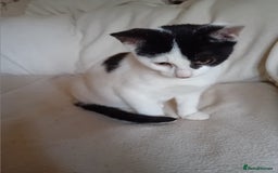 British Shorthair cats for sale: Male kitten  - Advert 4