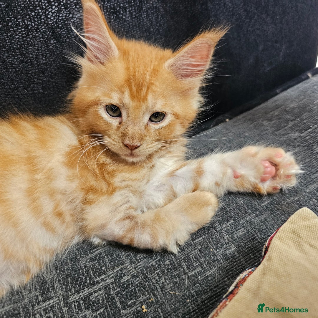 Maine Coon cats for sale: Looking for Special needs homes  - Image 5