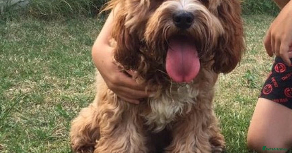 Red F1 Cavapoo PROVEN Red/Apricot F1 Toy Cavapoo-DNA Clear Tests for stud in Stafford ...