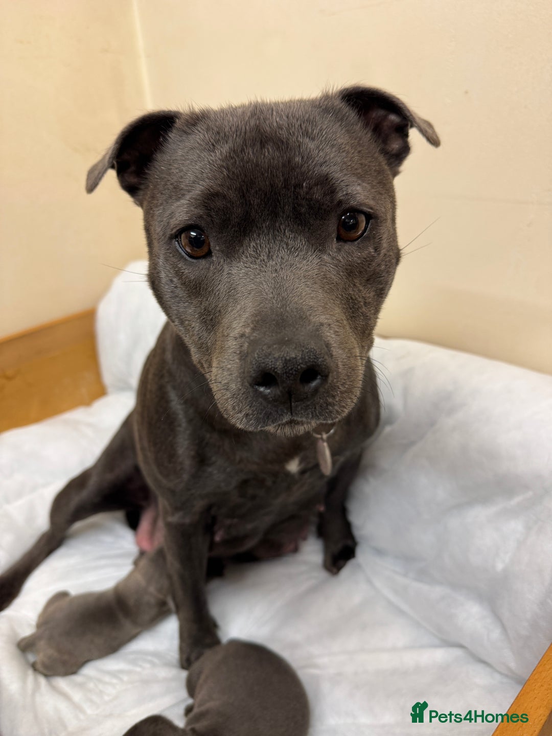 Staffordshire Bull Terrier dogs for sale: KC & DNA tested Staffordshire Bull Terrier Puppies - Advert 3