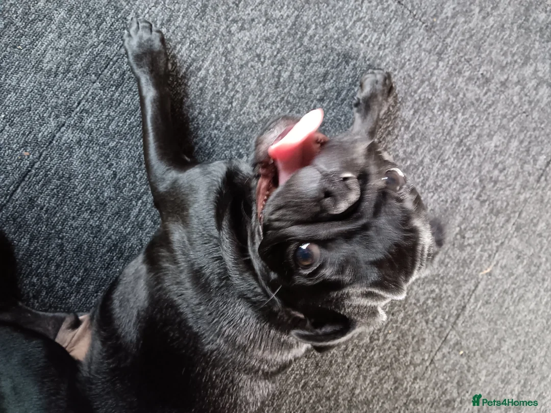 Pug dogs for sale: Black pug  in Derby - Advert 12