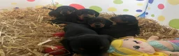 Miniature Dachshund dogs for sale: 4 black & tan miniature dachshund puppies. - Advert 25